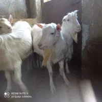 نربز سانن|حیوانات مزرعه|قروه, |دیوار