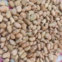 باقالی (باقلا)|خوردنی و آشامیدنی|تهران, جوادیه تهرانپارس|دیوار