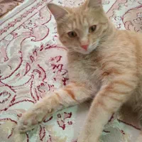 واگذاری بصورت رایگان سرپرست خانم ودلسوز