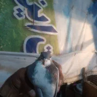 سین سیا|پرنده|کرمان, |دیوار