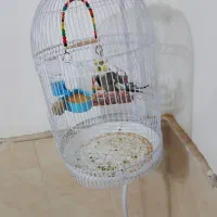 عروس هلندی