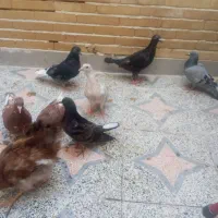 کبوتر و جوجه مرغ ۵۰هزار|پرنده|اصفهان, بهرام‌آباد|دیوار