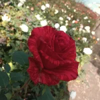 بورس گل و گیاه فضای سبز