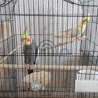 عروس هلندی جفت بالغ