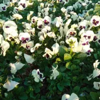 گل بنفشه|گل و گیاه طبیعی|ری, بازار گل خاوران|دیوار