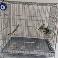 سهره ماده جوجه قفس(واقعا شرور پرو)