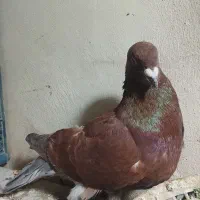 450000|پرنده|قوچان, |دیوار