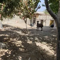 گوسفند بره بز میش جوان و بزغاله