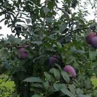 سم پاشی منزل باغبانی هرس نظافت اچارفرانس|خدمات نظافت|رشت, استقامت ۱|دیوار