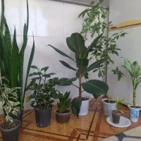 گل آپارتمانی