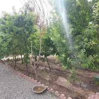 ۱۰۰۰م باغ/۴۰م سوییت/شهرکی/مرکز شهریار|اجارهٔ خانه و ویلا|تهران, گلستان (شهرک راه آهن)|دیوار