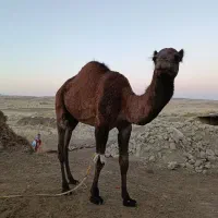 شتر با بچه شتر ۱ساله|حیوانات مزرعه|مراوه, |دیوار