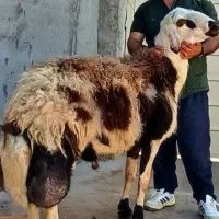 قوچ سه ساله بروجردی اصیل پوست گاوی پلنگی