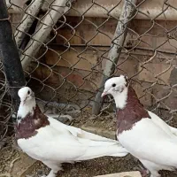 یک جفت کبوتر طوقی|پرنده|یزد, |دیوار