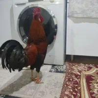 خروس و دو عدد مرغ کردی