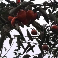 زمین مسکونی کریم محله|فروش زمین و ملک کلنگی|تالش, جوکندان|دیوار