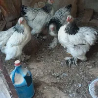 تخمنطفهداربرهما لایت|حیوانات مزرعه|یزد, |دیوار