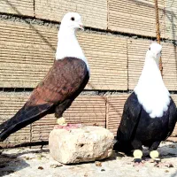 نروماده کلاغ کربلایی سرسفید اس اس کله سفید