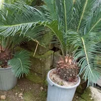 سیکاس وپالم‌ کاج طلای ونوکدار|گل و گیاه طبیعی|سیدان, |دیوار