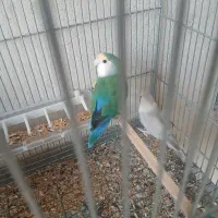 طوطی کوتوله نروماده مولد|پرنده|رشت, شهرک صبا|دیوار