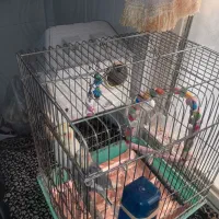 جفت عروس هلندی مولد هستن|پرنده|پاکدشت, پاکدشت (مامازند)|دیوار