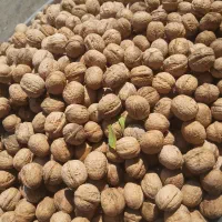 گردو الو سیب گلشایی ترشی رب محلی حصار گلستان
