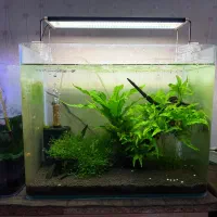 اکواریوم گیاهی آماده شیشه خم