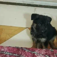 توله سگ ژرمن شپرد اورجینال نر و ماده