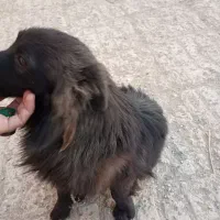 یک جفت سگ پاکوتاه پامر اشپیتز ژاپنی سیاه یک ساله و|سگ|بمپور, |دیوار