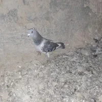 کفتر شامی نر