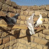 کفتر پرشی