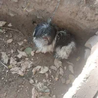 سگ گمشده