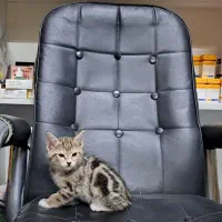 واگذاری گربه|گربه|فردیس, ثابتی|دیوار