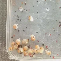 فروش بچه حلزون