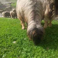 قوچ.دوران.کری.سیاه.پرران