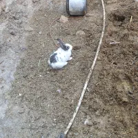 خرگوش طلایی ،چشم عسلی، چشم قرمز ابست|موش و خرگوش|زابل, |دیوار