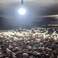 فروش قارچ عمده و خرده