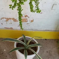 گل وگلدان|گل و گیاه طبیعی|آبادان, |دیوار