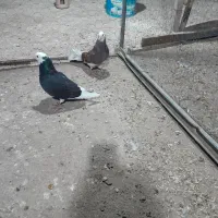 کبوترشازده