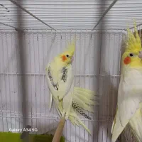 جفت دوکت لوتینو مولد