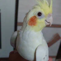 عروس هلندی دوساله