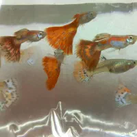 ماهی گوپی نژاد خالص|ماهی|تهران, تهرانسر شرقی|دیوار