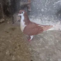 کفتر کبوتر ساده راست سرخ