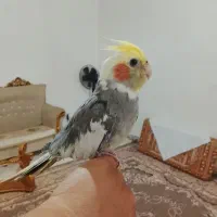 عروس هلندی دستی