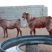 فروش‌یک‌بز‌‌یک‌چپش