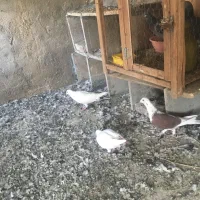 کفتر شهرستانی زاغ