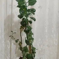 9 عدد گل طبیعی|گل و گیاه طبیعی|فارسان, |دیوار