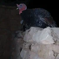 دو عدد بوقلمون یه نر یه ماده دونه ای دوملیون