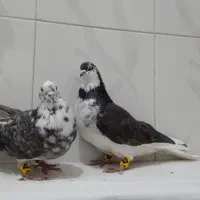 کبوتر قاره دم سفید نر و ماده بضمانت ساعت و بازی|پرنده|سنندج, |دیوار