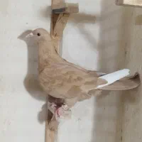 کبوتر